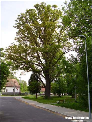 Běleč nad Orlicí – Žižkův dub